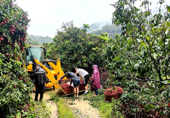 搶運(yùn)荔枝—南方公司南大水庫項(xiàng)目王超攝3.jpg